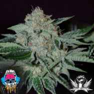 Dank Genetics Seeds Sour Triangles